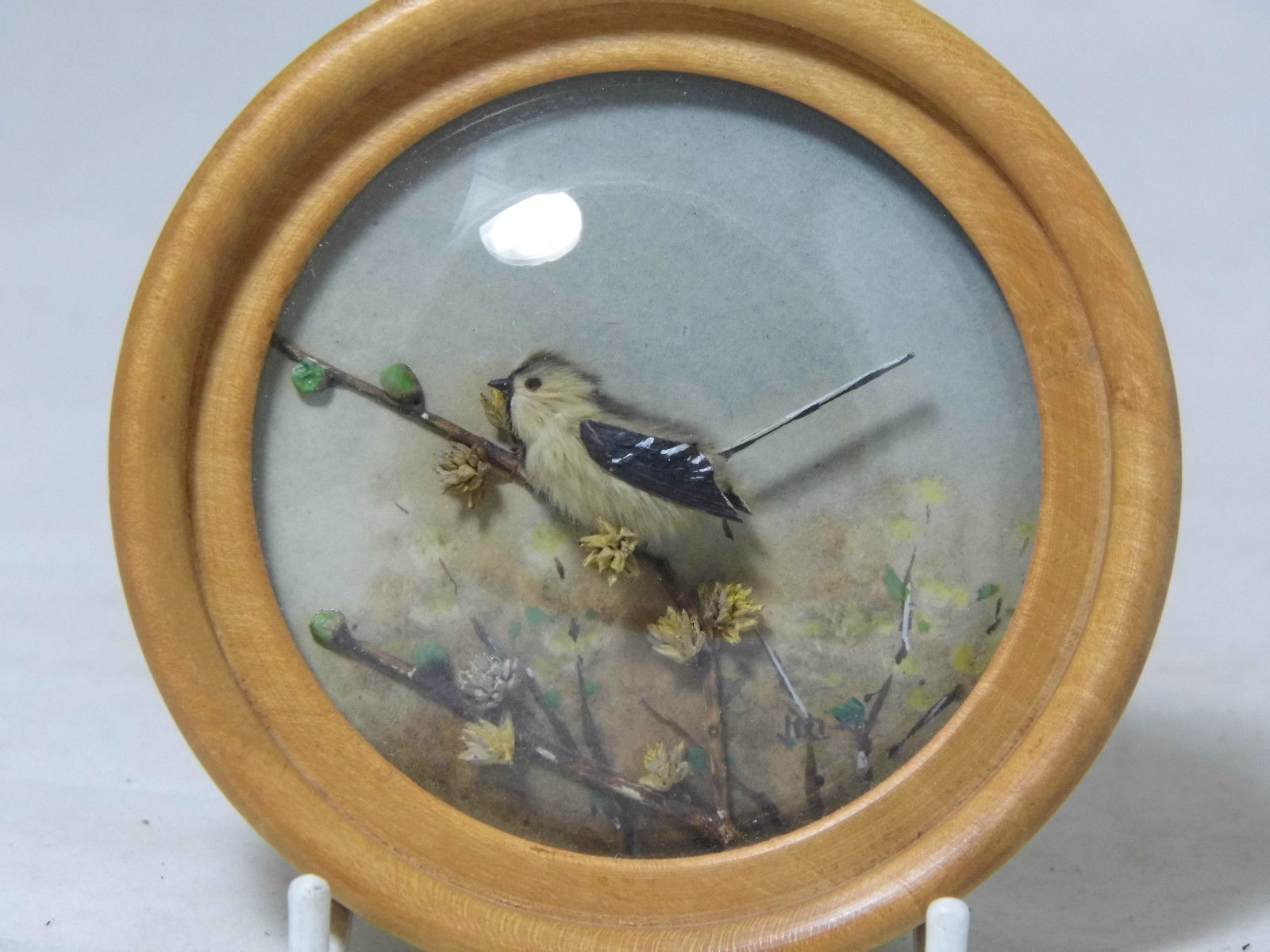 Long Tailed Tit